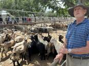 Geoff Cowen, Errowanbang, purchased 43 Australian Bush Goat wethers for $15 a head. Picture by Elka Devney