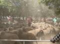 Jason Andrews, Elders Deniliquin, auctioneer in the dust quoted the sale as 'very strong, but with a noticeable discount for any sheep which were unmulesed."