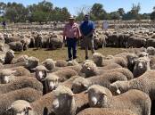 David Rankin, Elders, Jerilderie, with Andrew Browning, Ivyhome, Jerilderie, with the pen of 400 Ivyholme-bred One Oak Poll Merino wether weaners sold for $58.