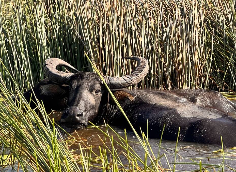 A buffalo cools off in the wetland. Picture: John Hanscombe