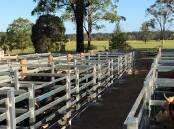 Nabiac store sale sold to a much dearer trend on Saturday. File photo.