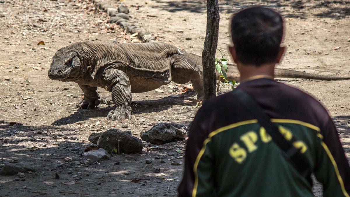Rangers and Komodo dragons live side by side at Komodo National Park.