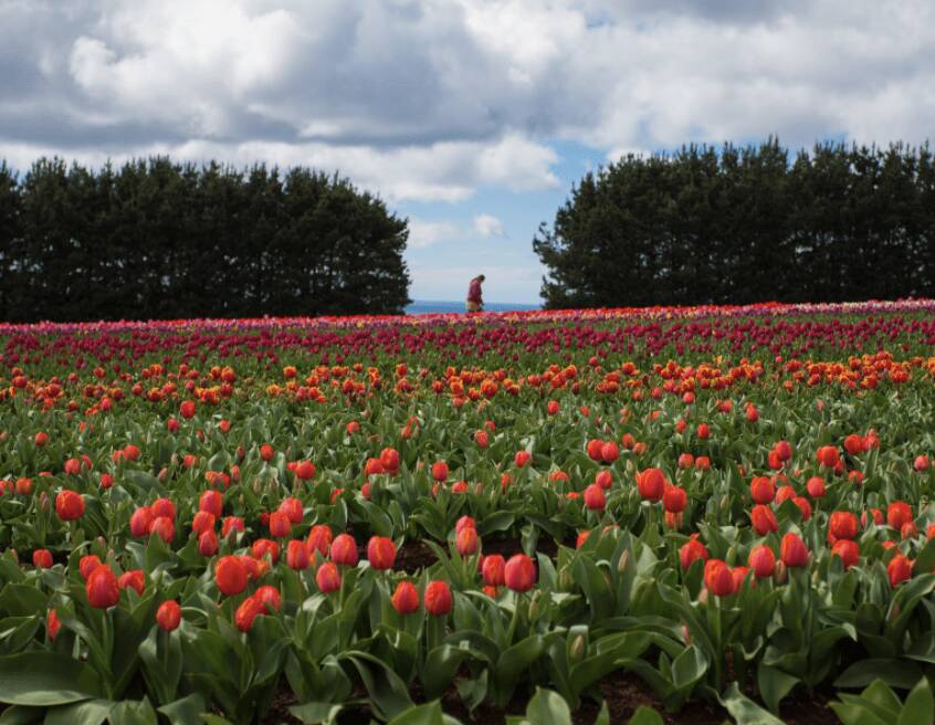 The stunning tulip fields.
