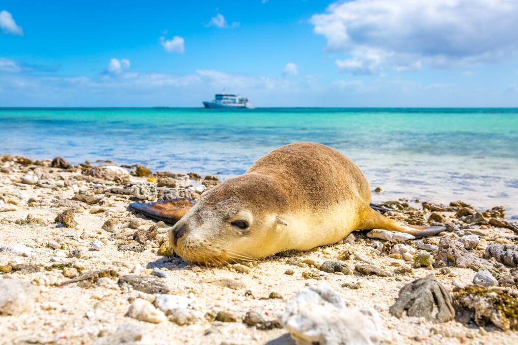 Geraldton’s secret: Paradise in the Abrolhos Islands