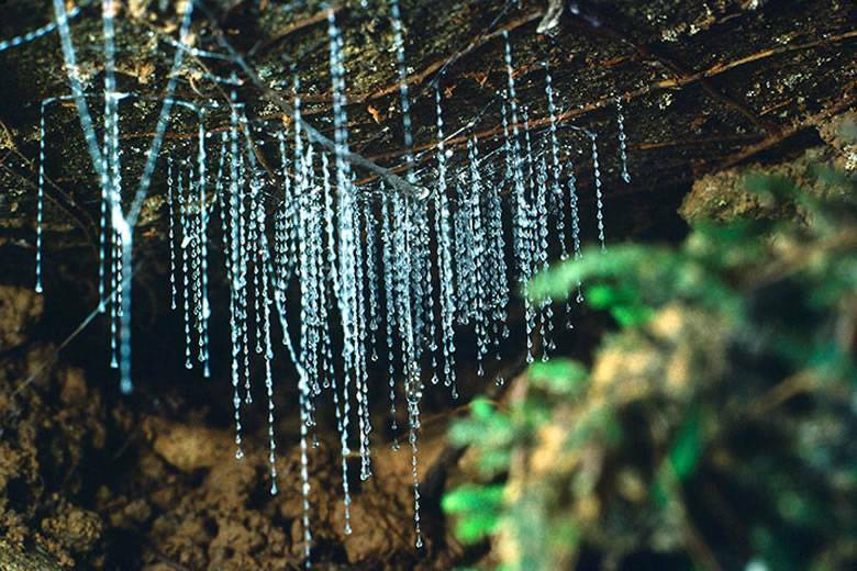  Bundanoon’s magical glow worms. Picture: Morvern Valley Farm Stay

