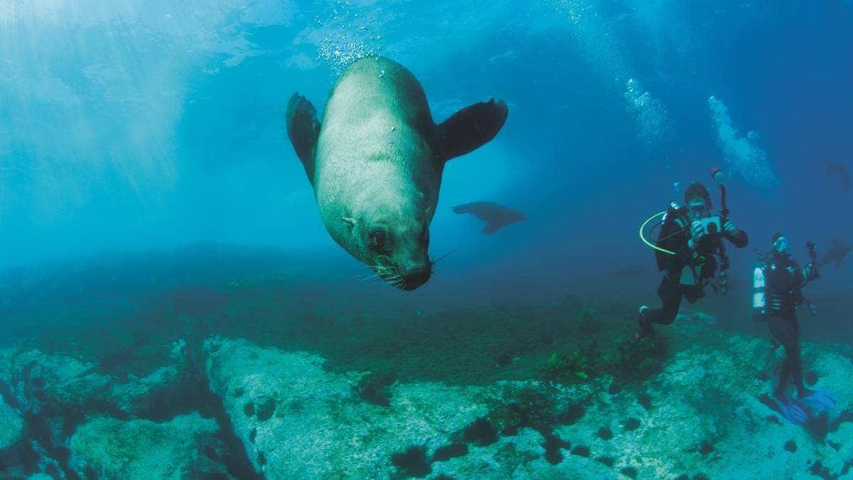  Diving with seals off Montague Island. Picture: Tony Brown, Destination NSW