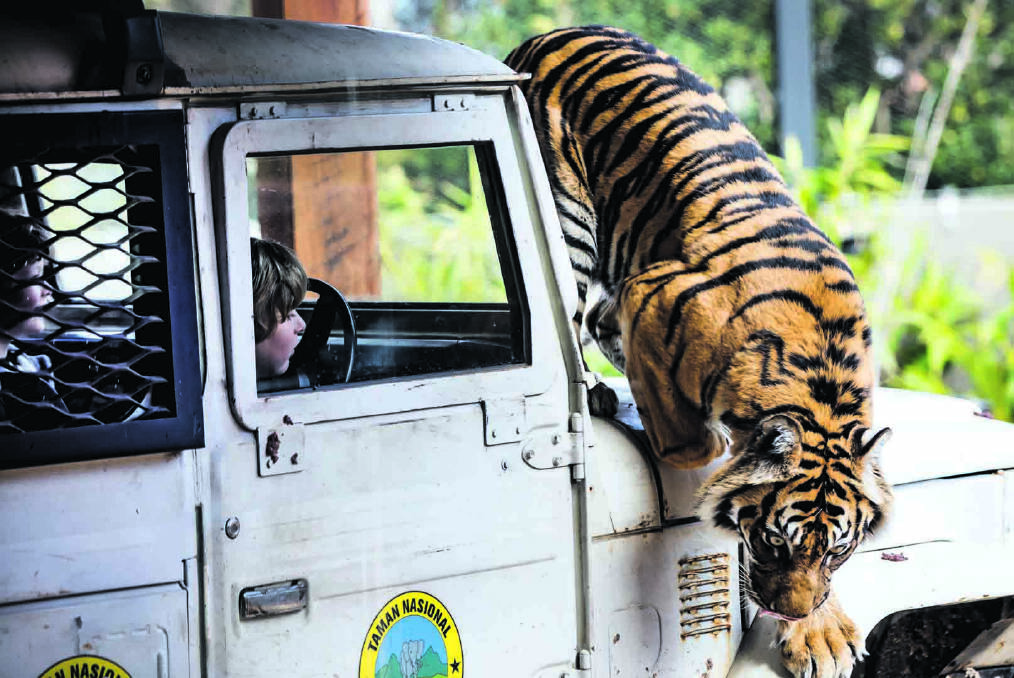 Taronga Zoo Sydney – Tiger Tour