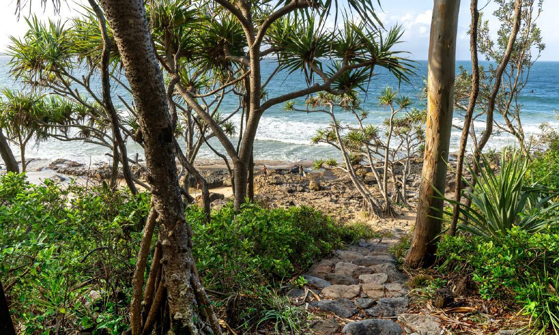 There are five main walking trails through Noosa National Park.