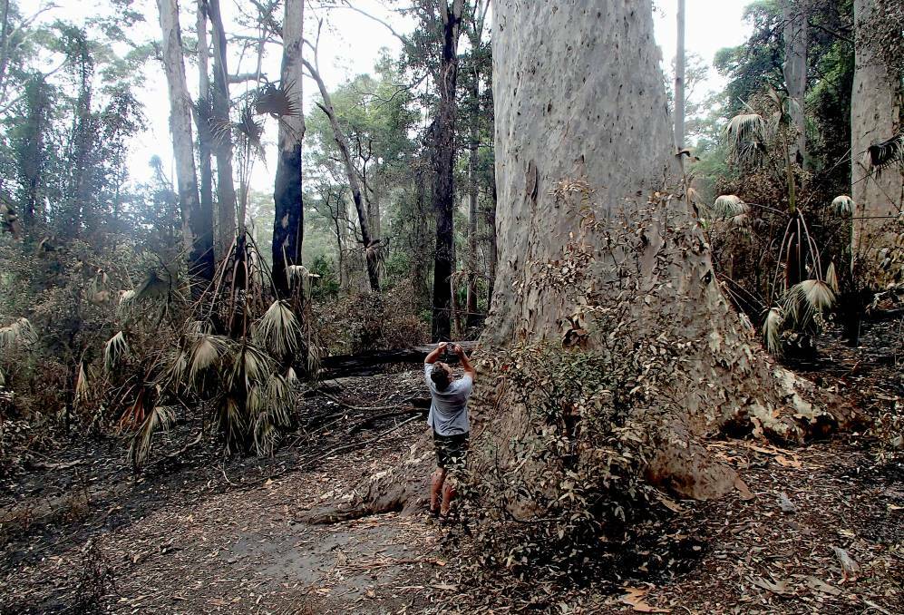 ‘Old Blotchy’ – one of the biggest spotted gums on the planet – survived the fires. Picture: John Perkins