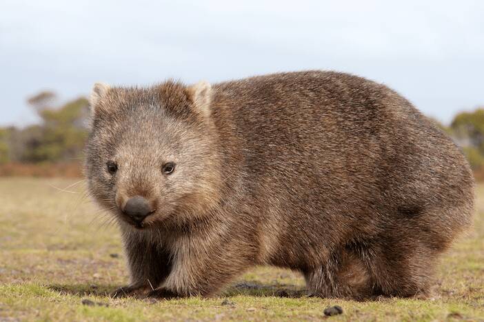 There are plenty of resident wombats for you to cuddle up to