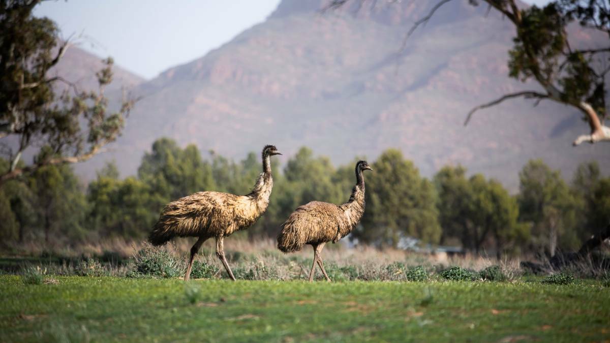 Emus in South Australia