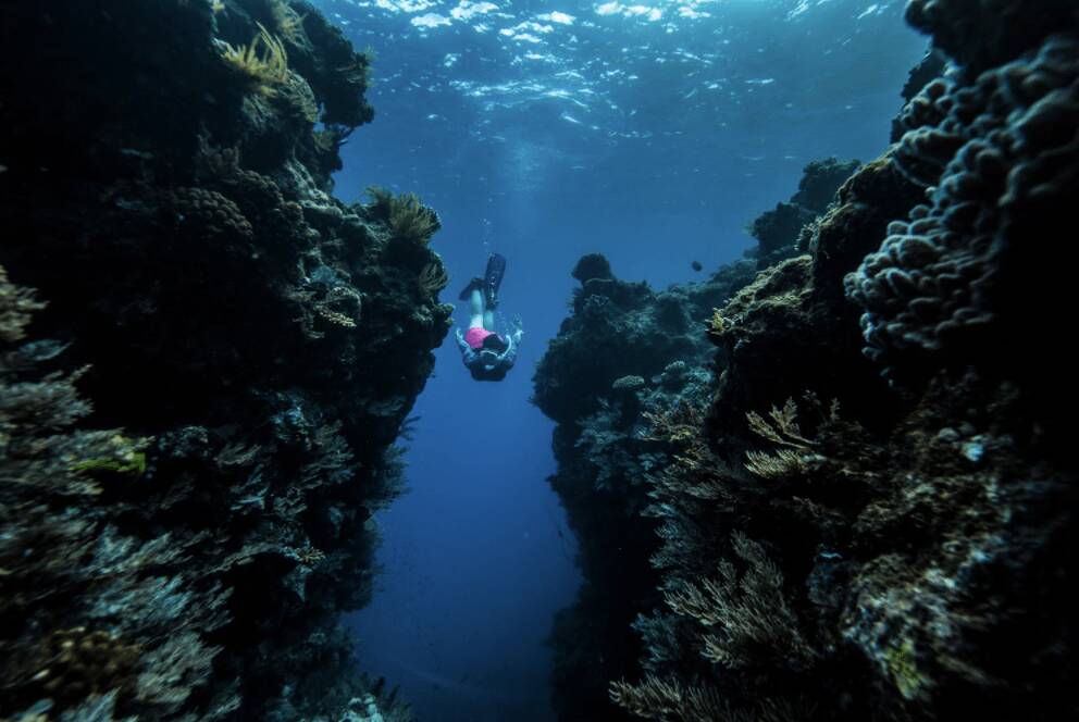 Exploring the beauty of the reef.