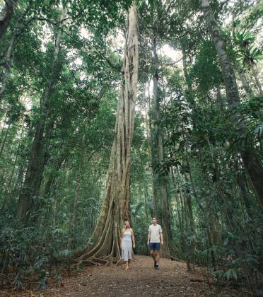 Experience soaring trees at Mary Cairncross Scenic Reserve, Maleny. Pictures by Visit Sunshine Coast