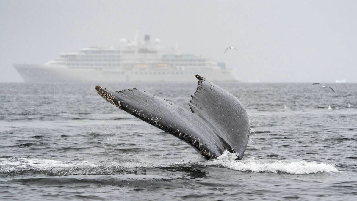 The tail of a humpback whale with Silver Endeavour in the background in Kayak Bay, Antarctica.