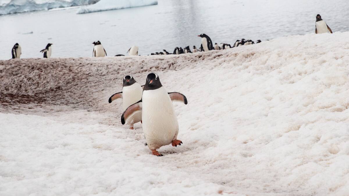 Penguin colony at Mikkelsen Harbour. Picture: Ben Perry