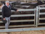 Michael Hall of Michael Hall Livestock with 10 Angus cows with calves sold by S and S Hannah for $1500 a unit at South Eastern Livestock Exchange near Yass last Friday. Picture by SELX.